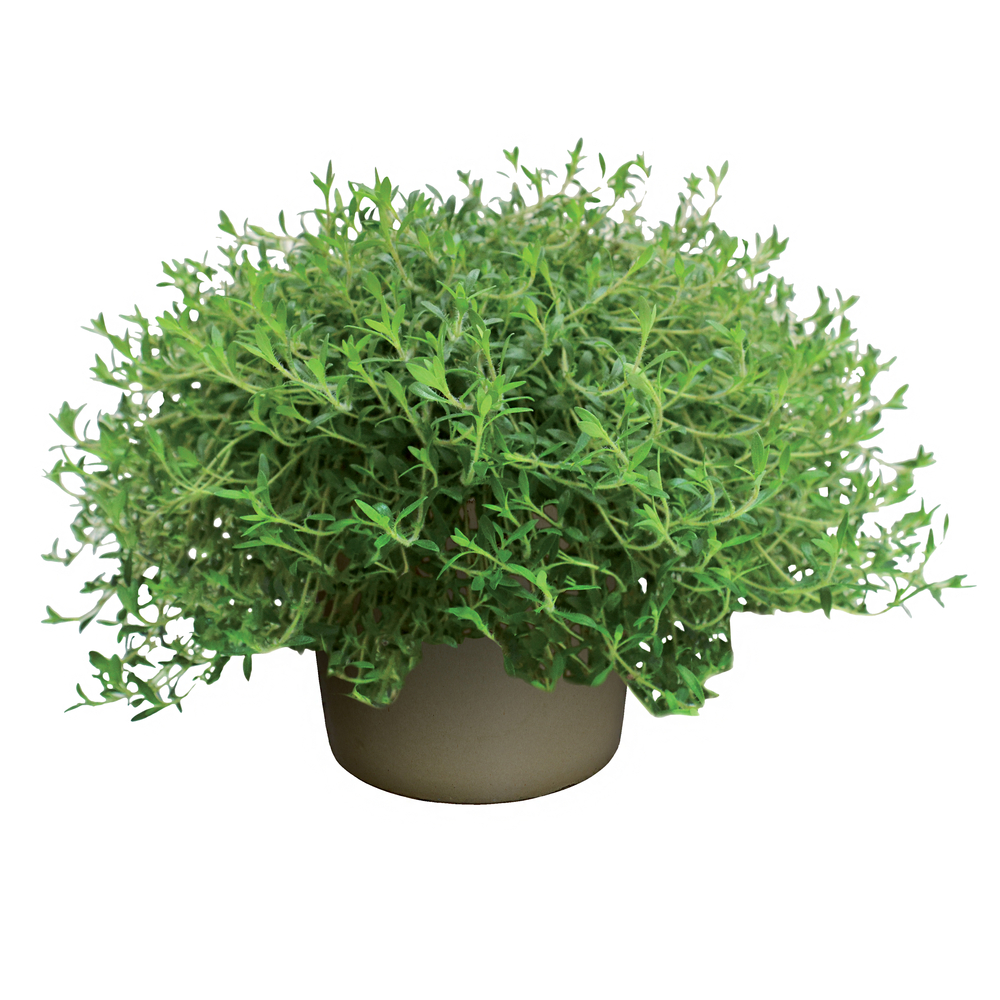 Thym citron, Thymus Lemonade : pot 1L