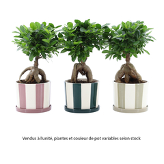 Ficus ginseng : pot de coloris variables D.19cm - H.45cm