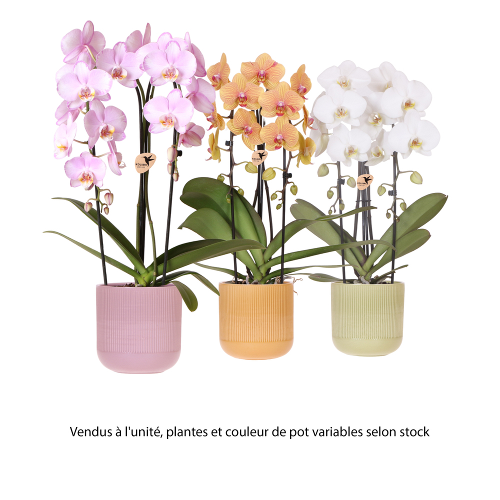 Phalaenopis 'Niagara fall' 2 tiges, coloris mix : pot D.13cm-H.50cm