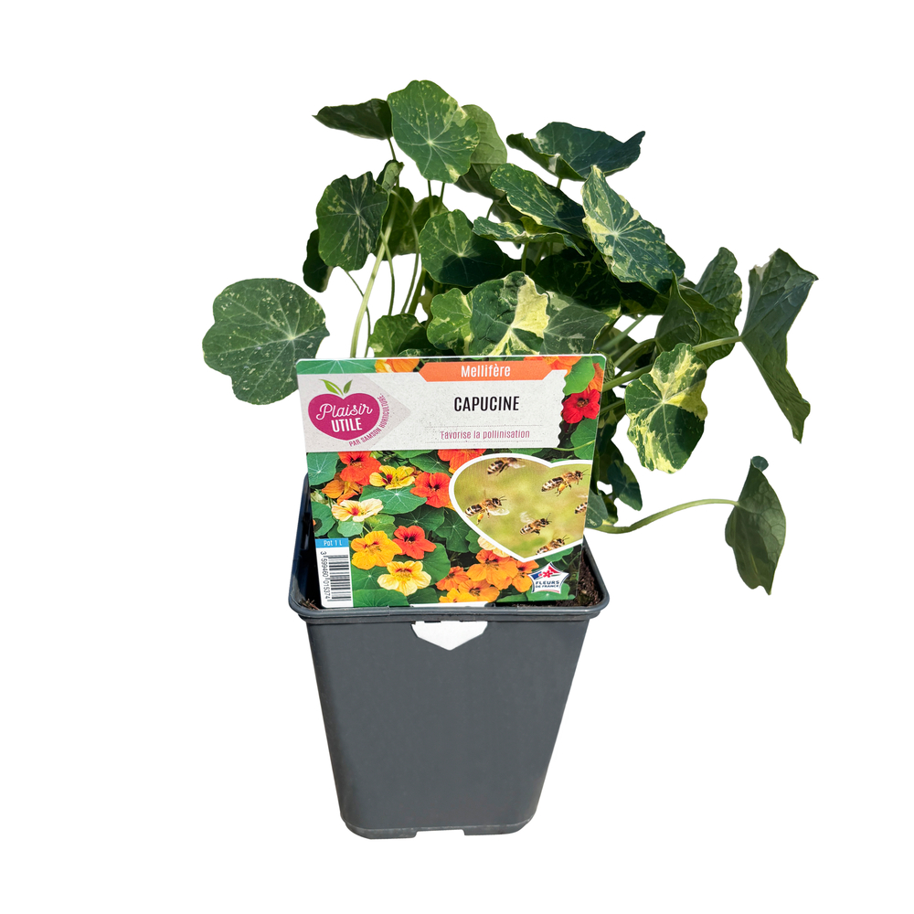 Capucine naine : pot 1L