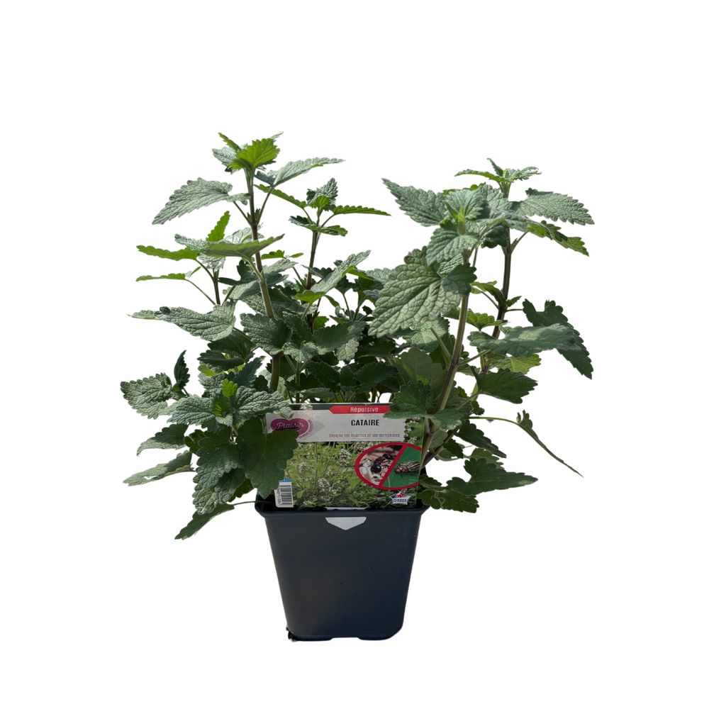 Cataire : pot 1L