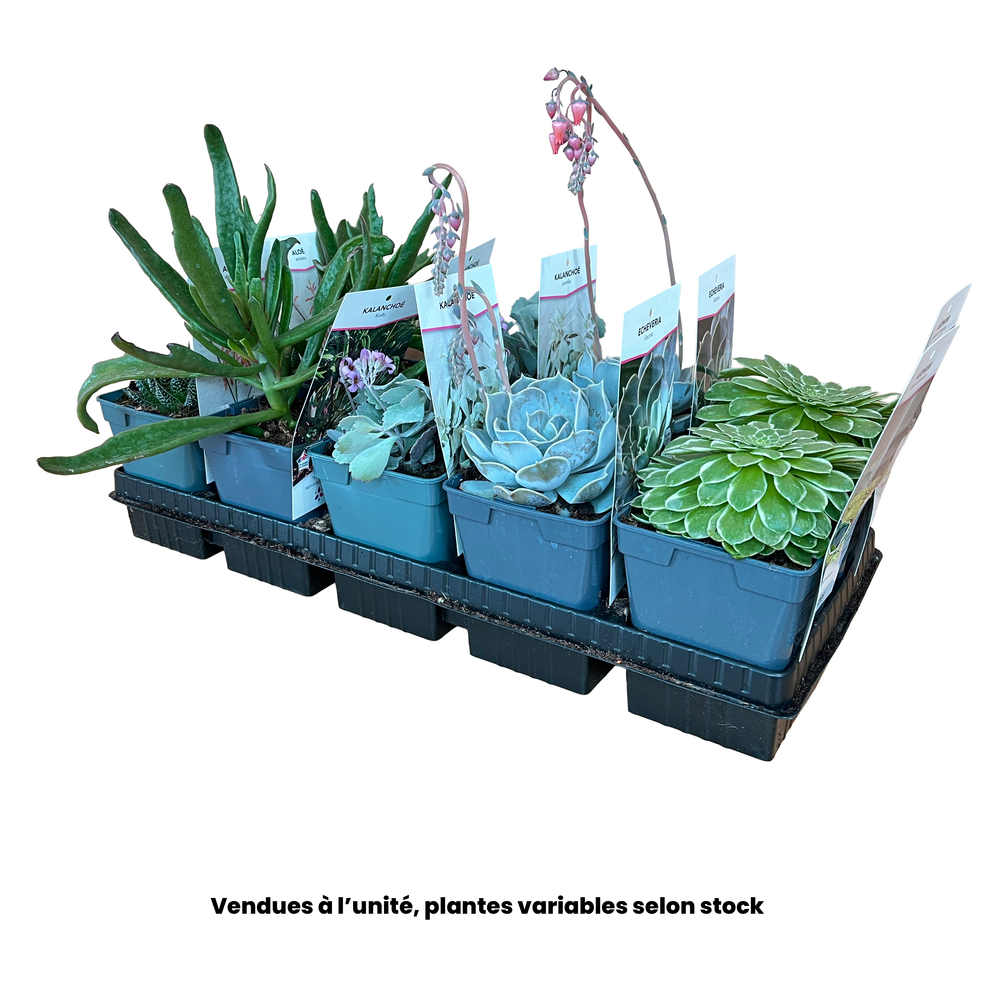 Succulente, variétés variables : pot 1L