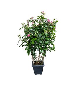 Rosier grimpant, palissé sur branches de bouleau : pot 20L