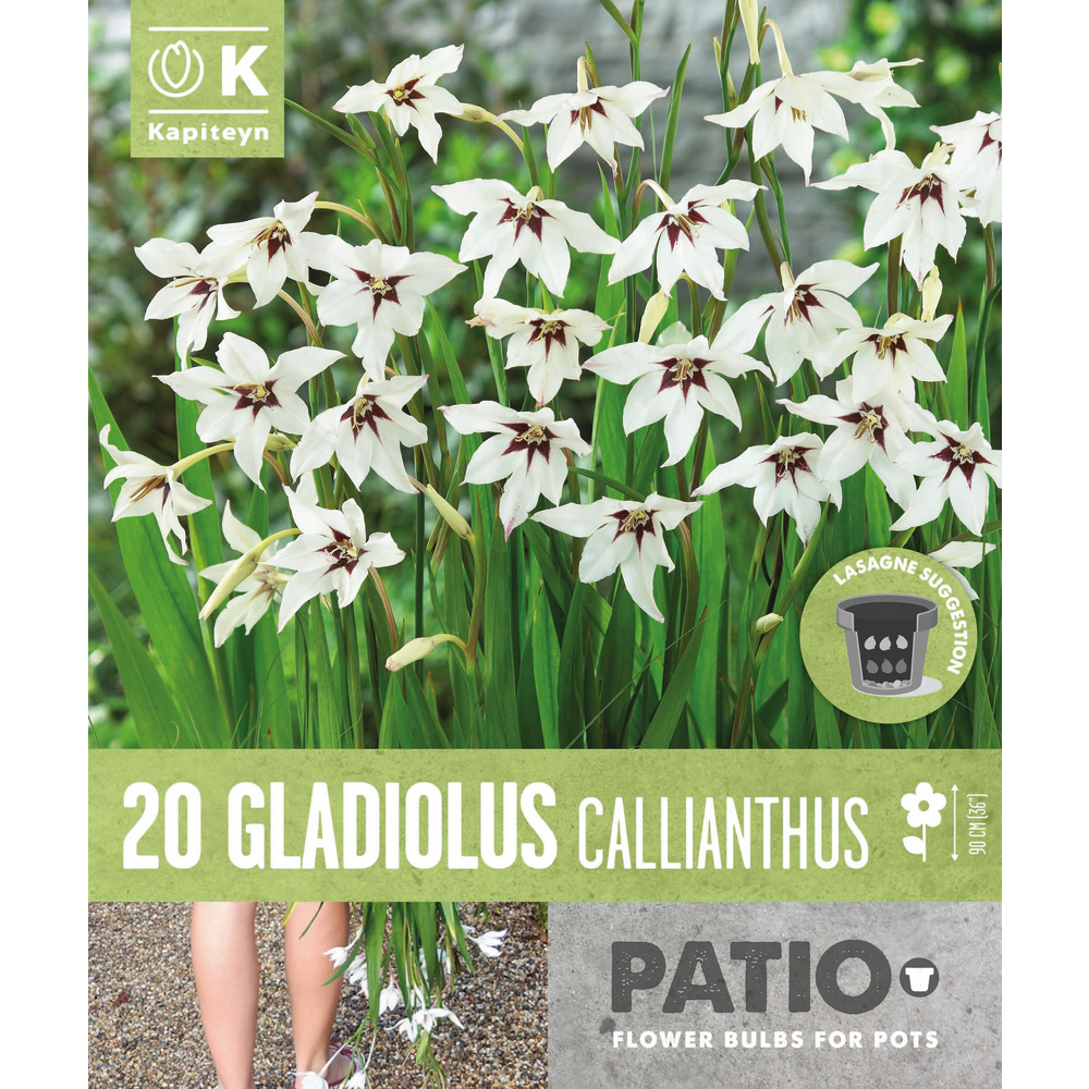 20 bulbes de glaïeuls d'Abyssinie - calibre 6/8