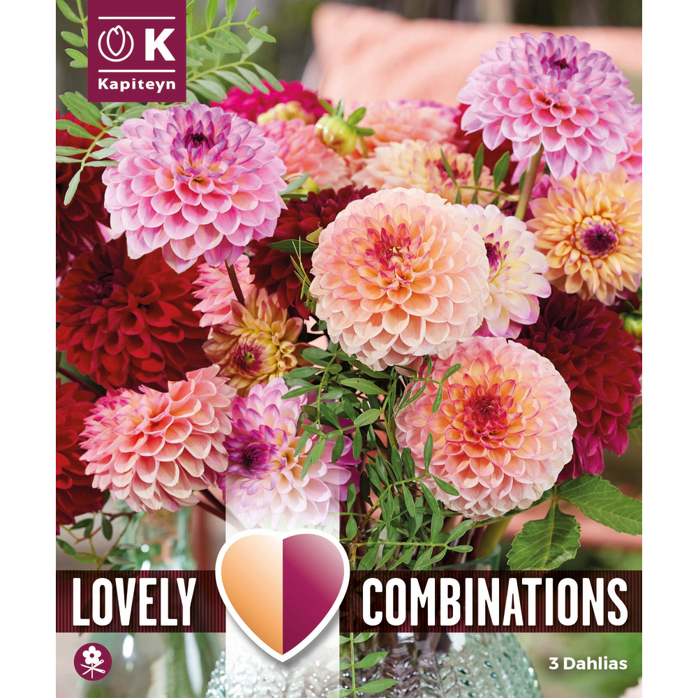 3 tubercules de dahlias Jolly Balls - calibre 1