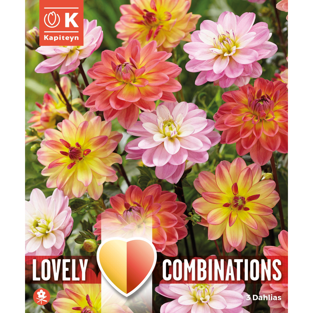 3 tubercules de dahlias Pacific Blend - calibre 1