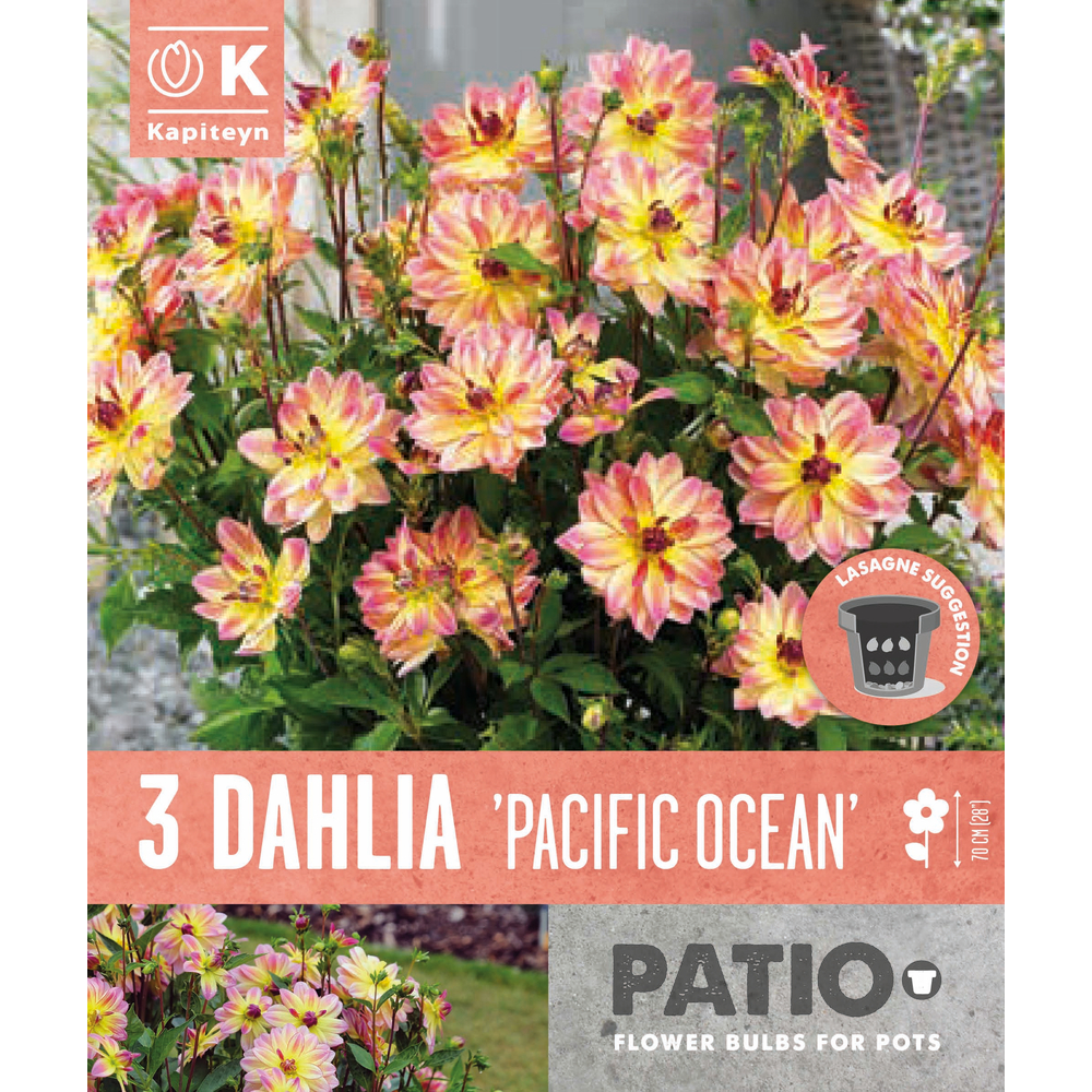 3 tubercules de dahlias 'Pacific Ocean' - calibre 1
