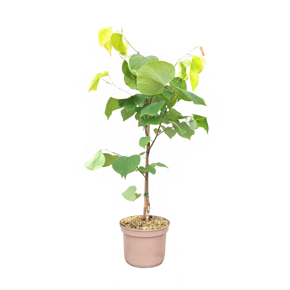 Cercis canadensis 'Hearts of Gold' : pot 5L