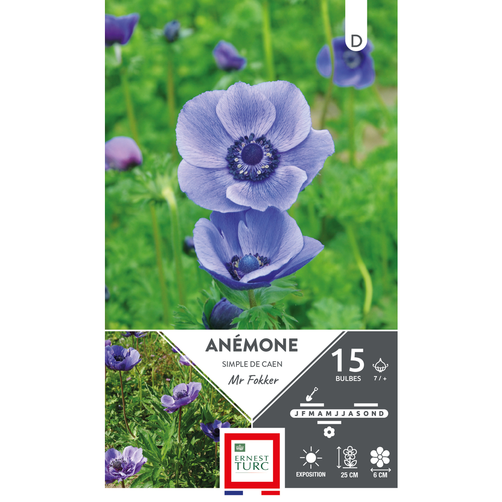 15 bulbes d'anémones simples de Caen 'Mr Fokker', calibre 7/+