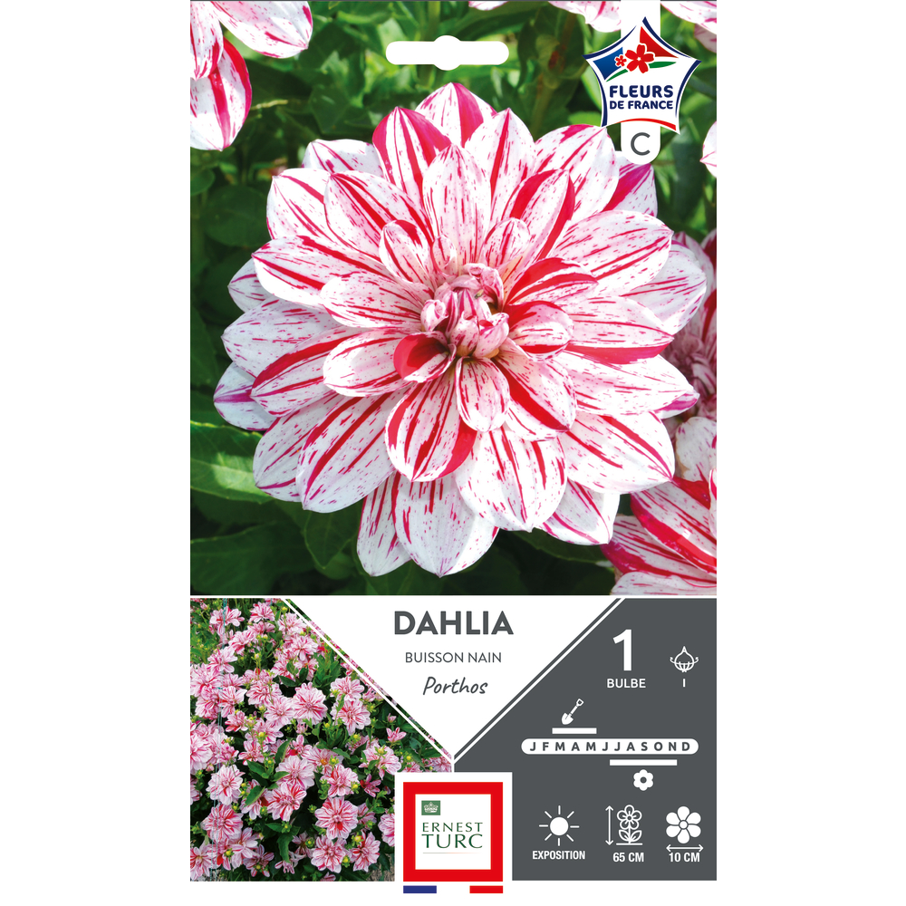1 bulbe de dahlia buisson nain 'Porthos'