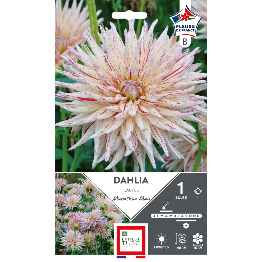 1 bulbe de dahlia cactus 'Marathon Man'
