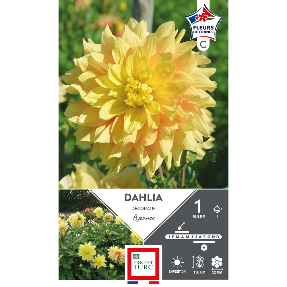 1 bulbe de dahlia décoratif 'Byzance'