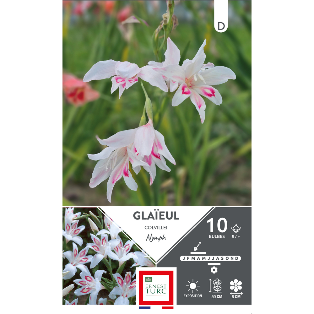 10 bulbes de glaïeuls Colvillei Nymph, calibre 8/+