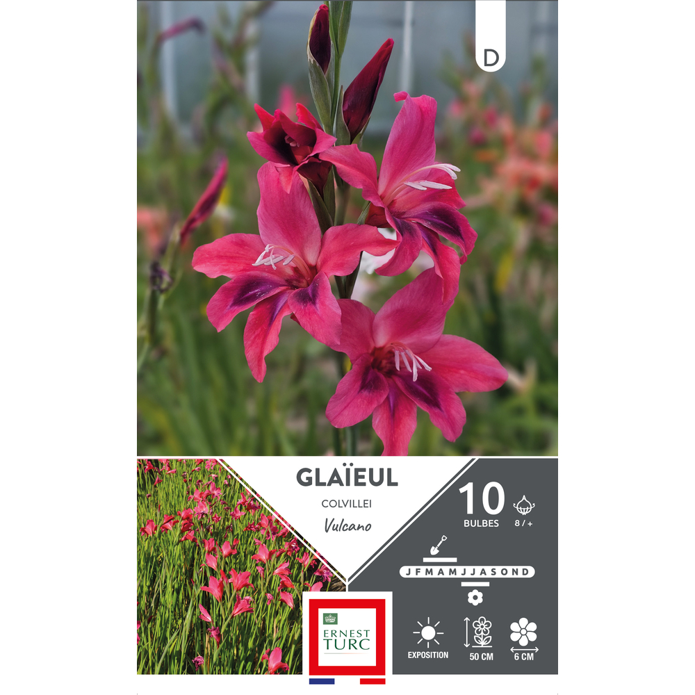 10 bulbes de glaïeuls Colvillei Vulcano, calibre 8/+