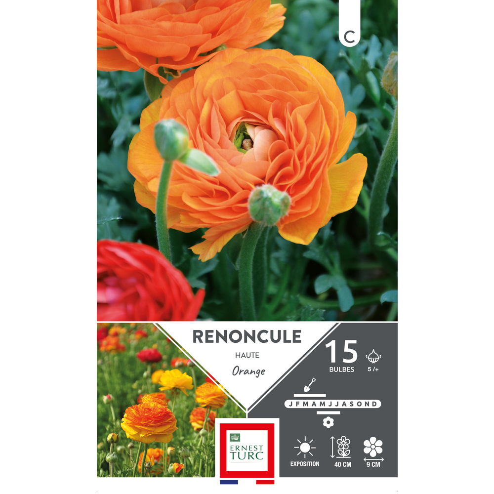 15 bulbes de renoncules Haute Orange, calibre 5/+