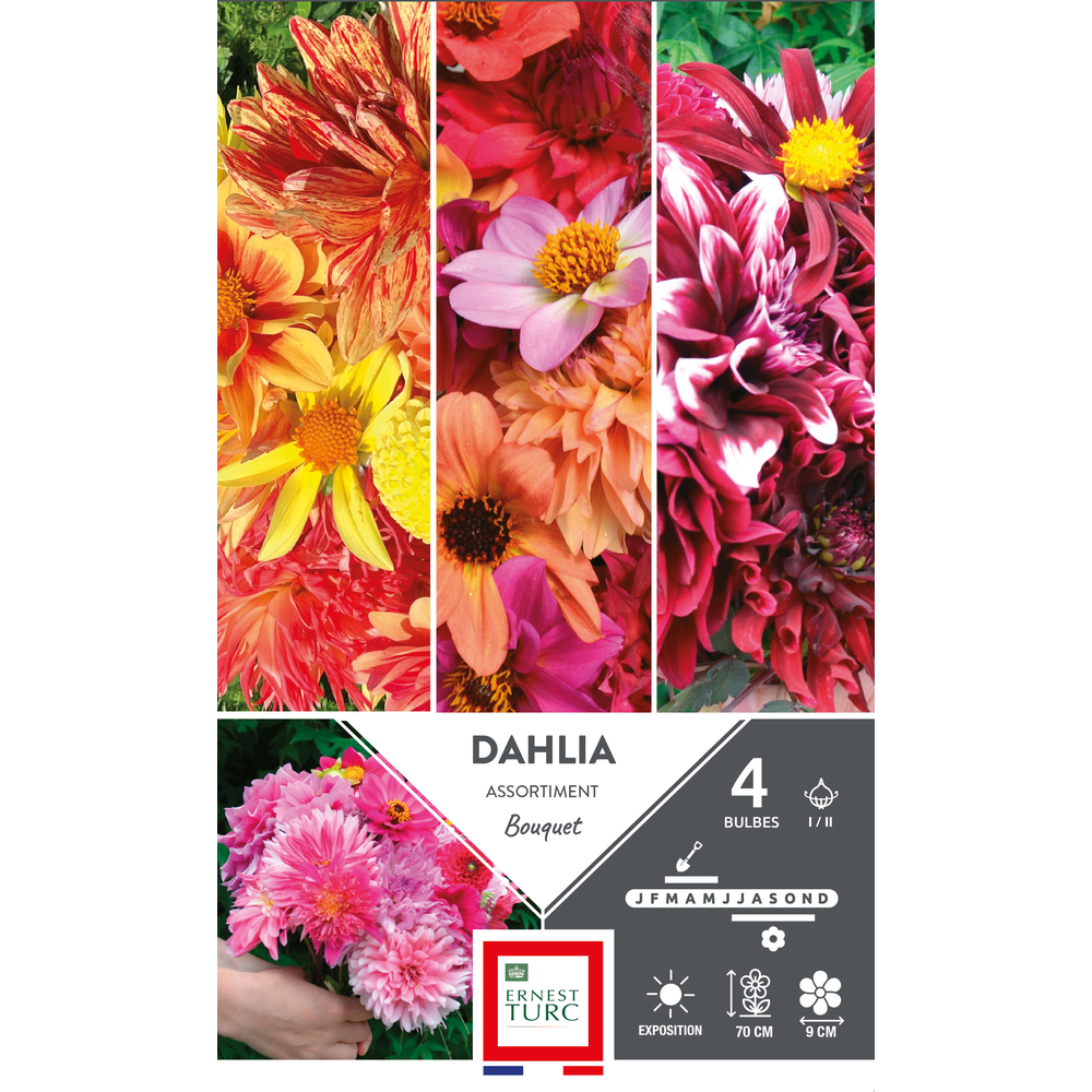 4 bulbes de dahlias, assortiment 