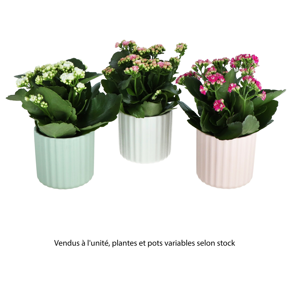 Kalanchoé, coloris variables : pot céramique D.12cm