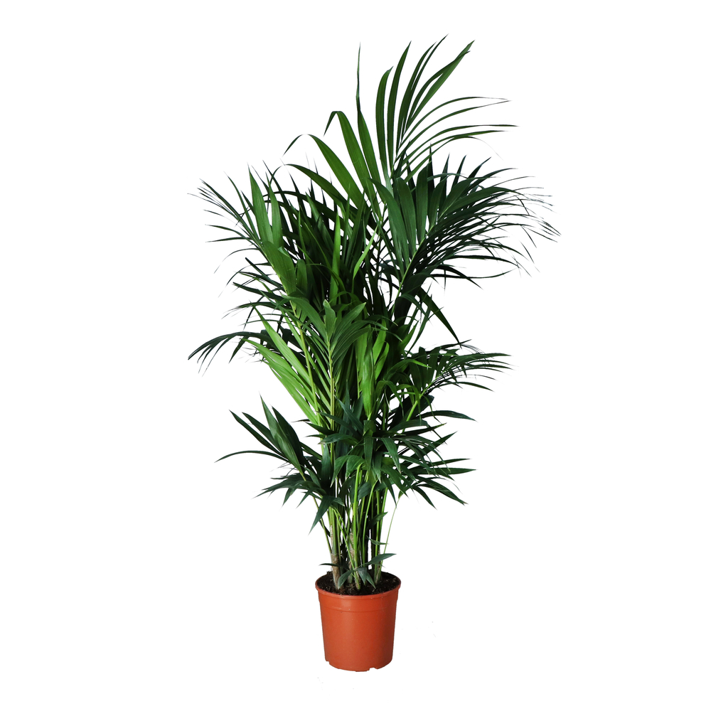 Kentia : pot D.27cm - H.200cm