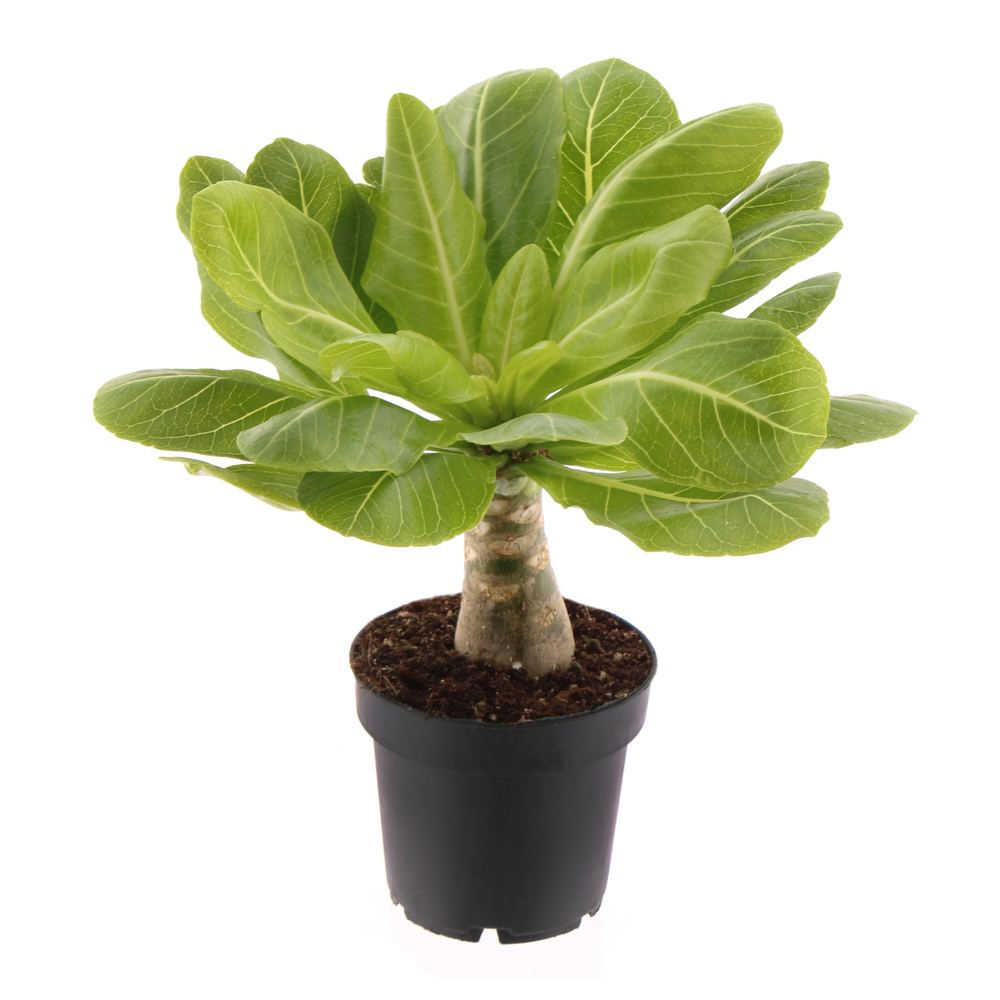 Brighamia insignis (palmier d'Hawai) : pot D.12cm