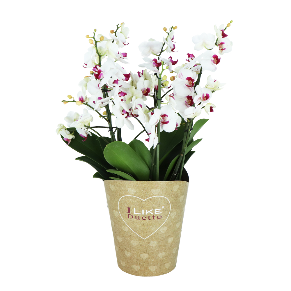 Phalaenopsis 'Duetto' 6 tiges, coloris variables : pot D.17cm - H.50cm