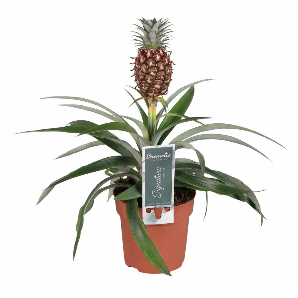 Ananas 'Rosita' : pot D.12cm