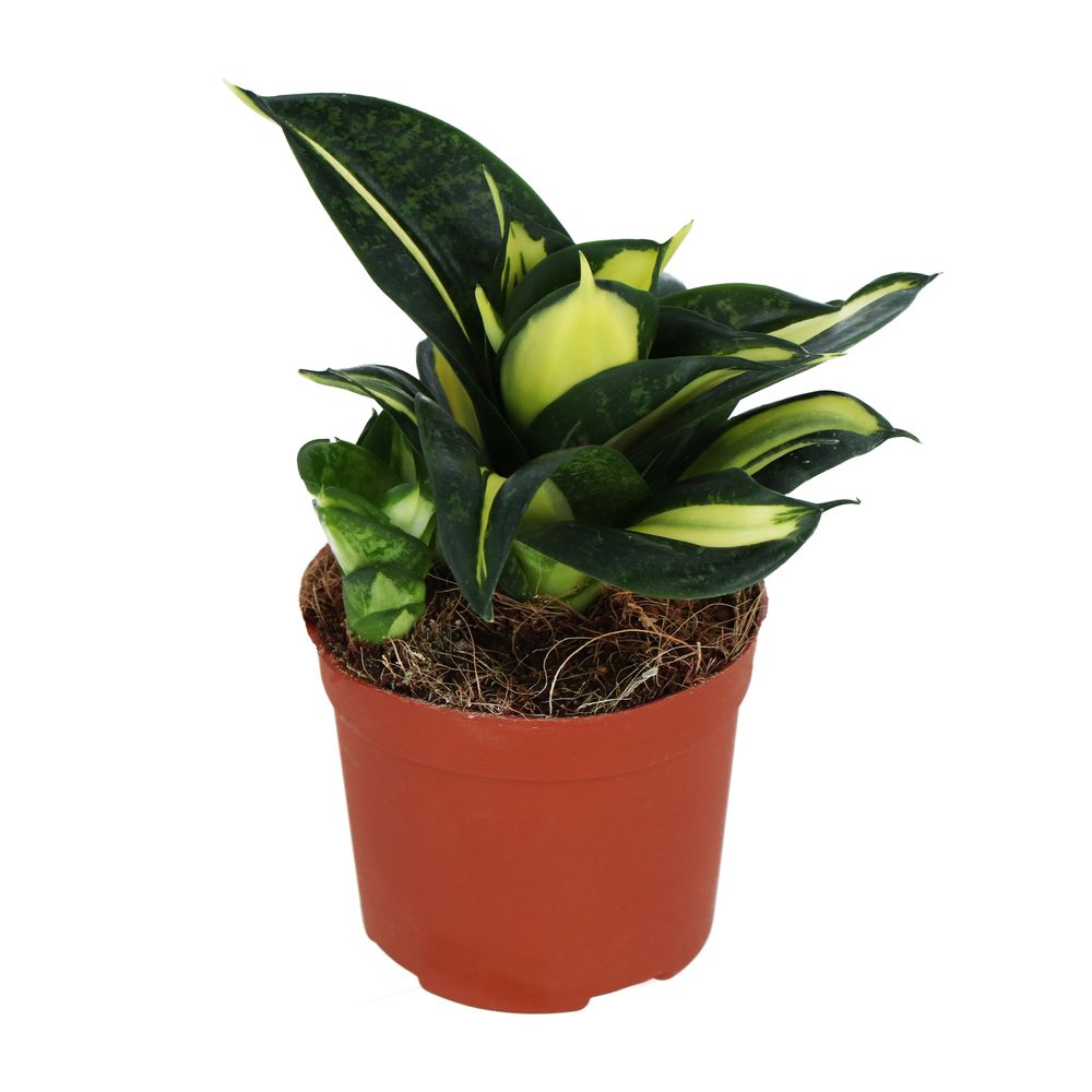 Sansevieria : pot D.19cm