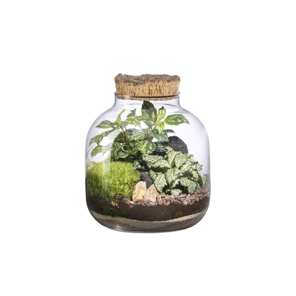 Composition plantes vertes : terrarium 'Mensa' - D.19cm