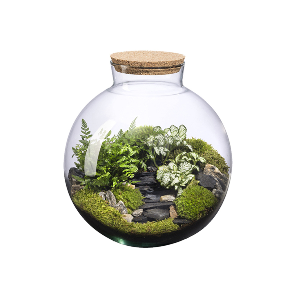 Composition plantes : terrarium 