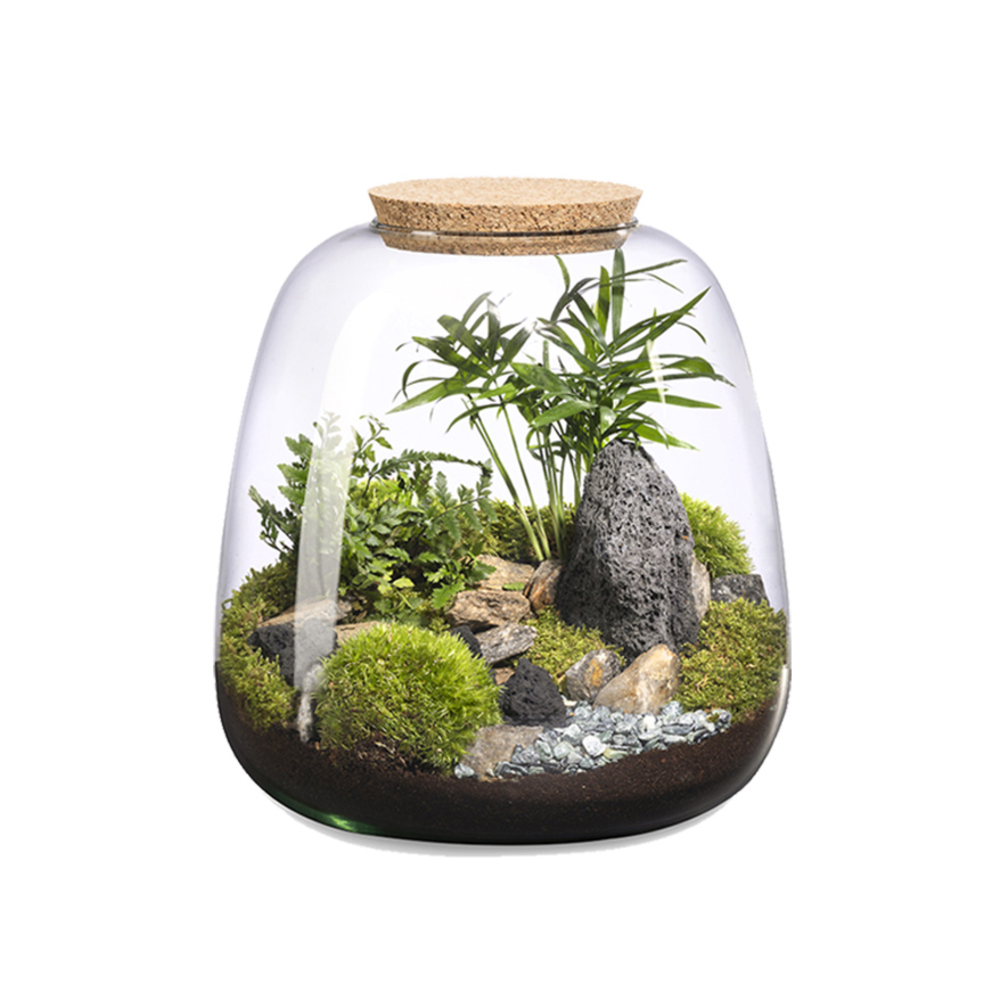 Composition plantes : terrarium 