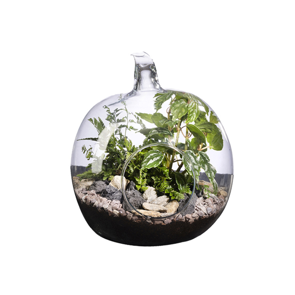 Composition plantes : terrarium 