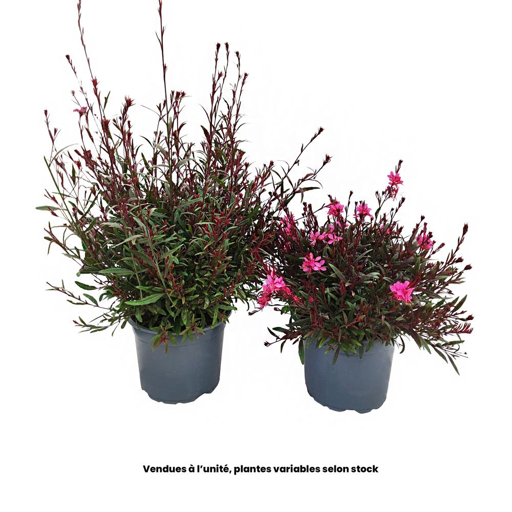 Gaura lindheimeri 'Steffi®' : pot D.23cm