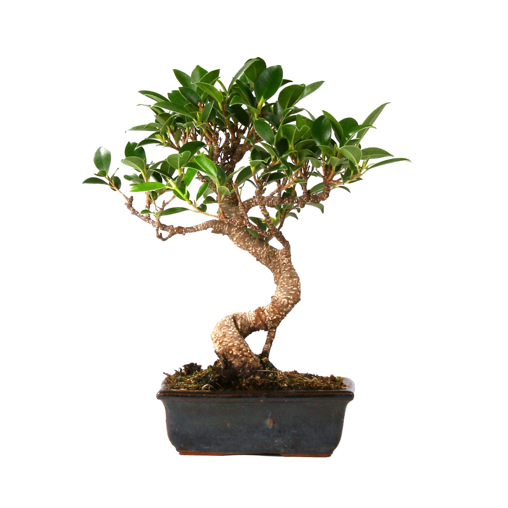 Bonsaï ficus 6/7 ans