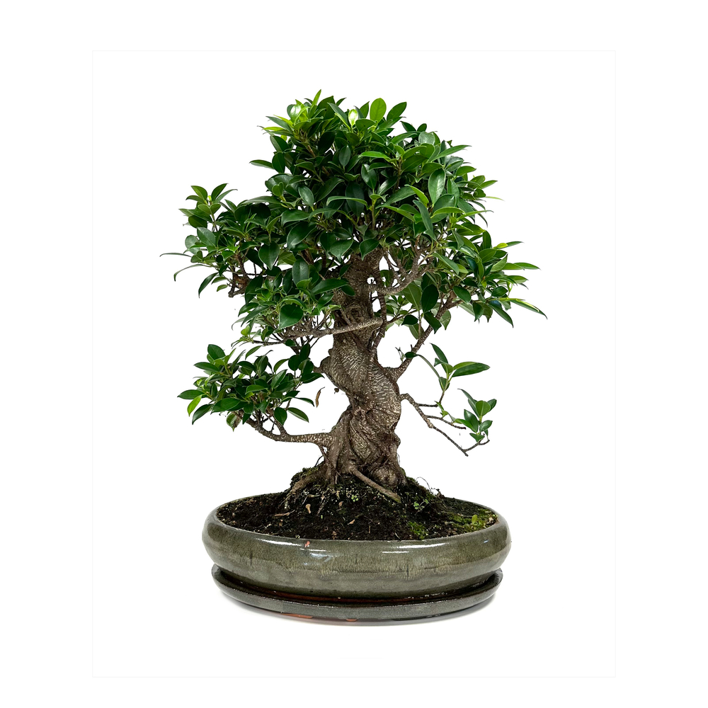 Bonsaï 16 ans, variétés variables : pot D.35cm