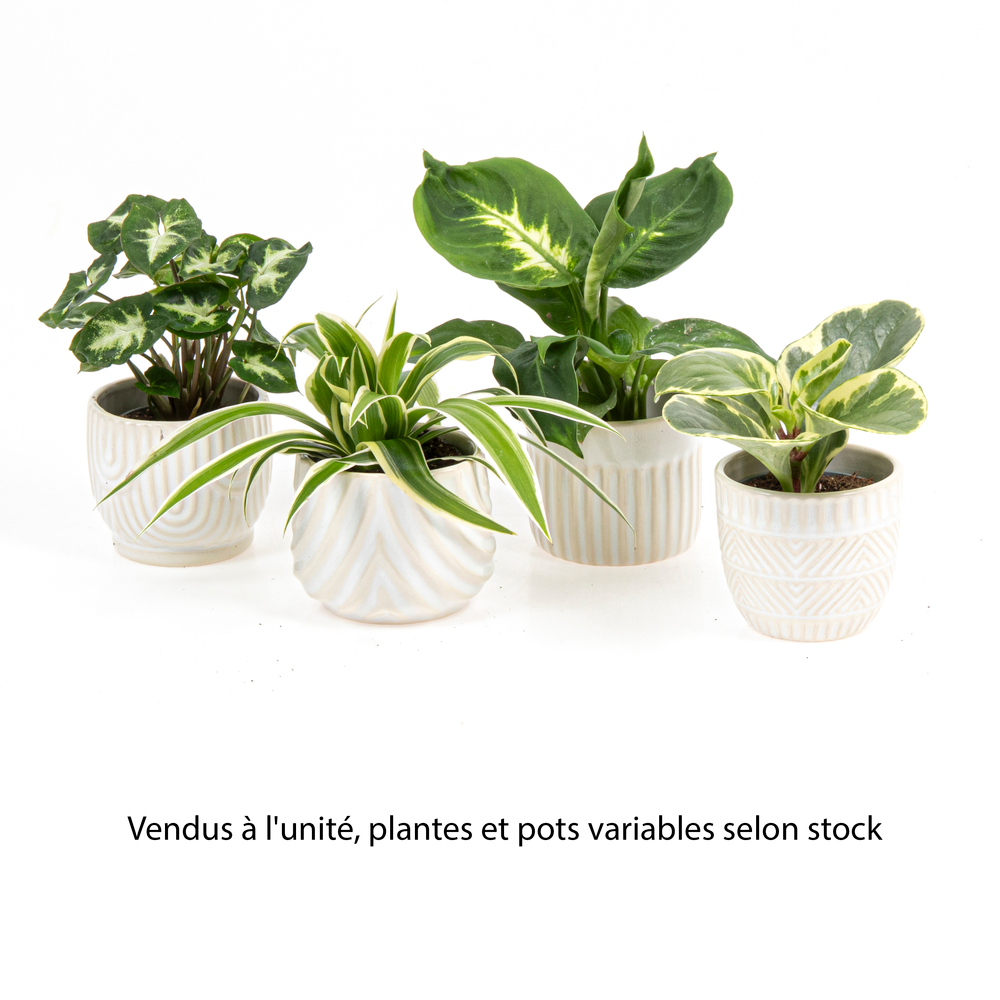 Plante verte, variétés variables : pot en céramique D.6cm