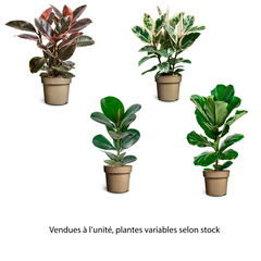 Ficus, variétés variables : pot D.17cm