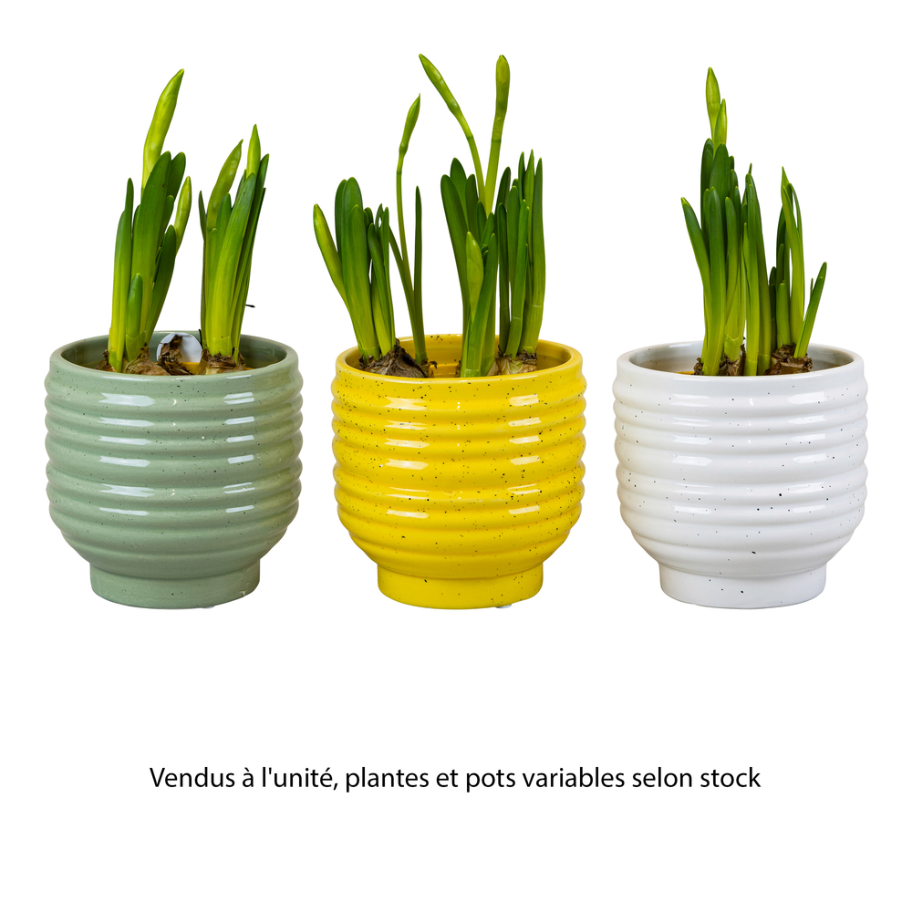 Narcisse, variétés variables : cache-pot Spritz D.9cm