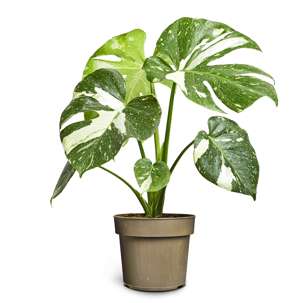 Monstera 'Thaï constellation' : pot D.17cm - H.45cm