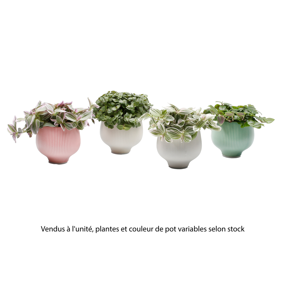 Plante verte, variétés variables : cache-pot D.6cm