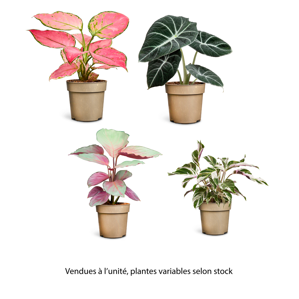 Plante verte, variétés variables : pot D.11cm