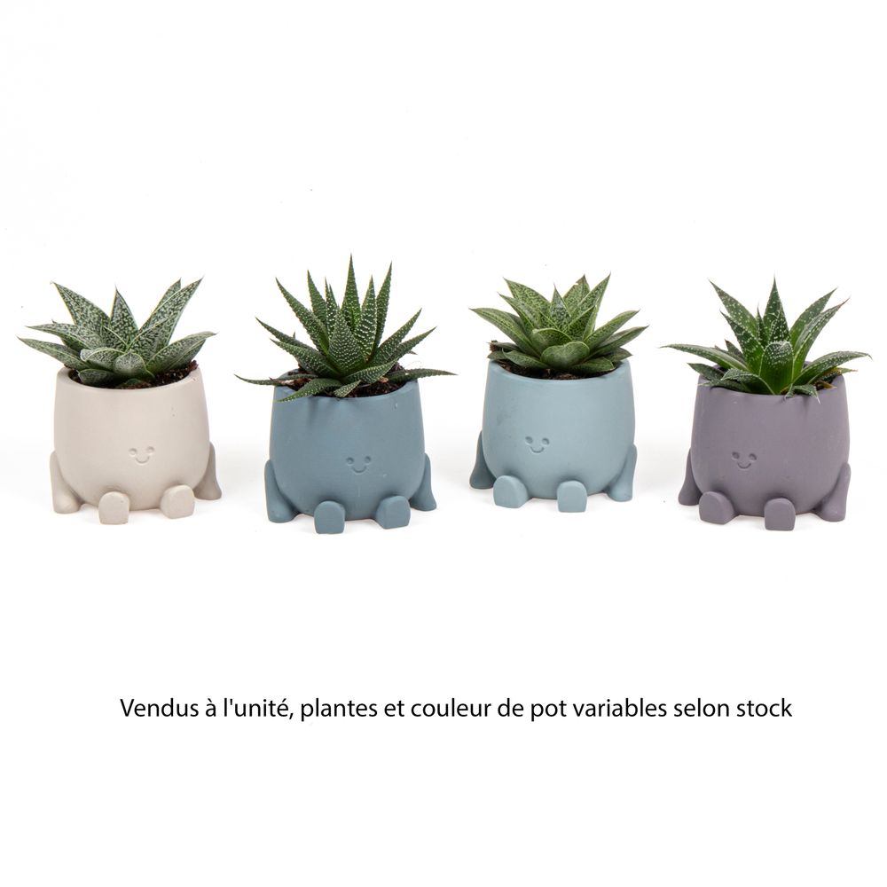 Succulentes, variétés variables : pot décoratif 
