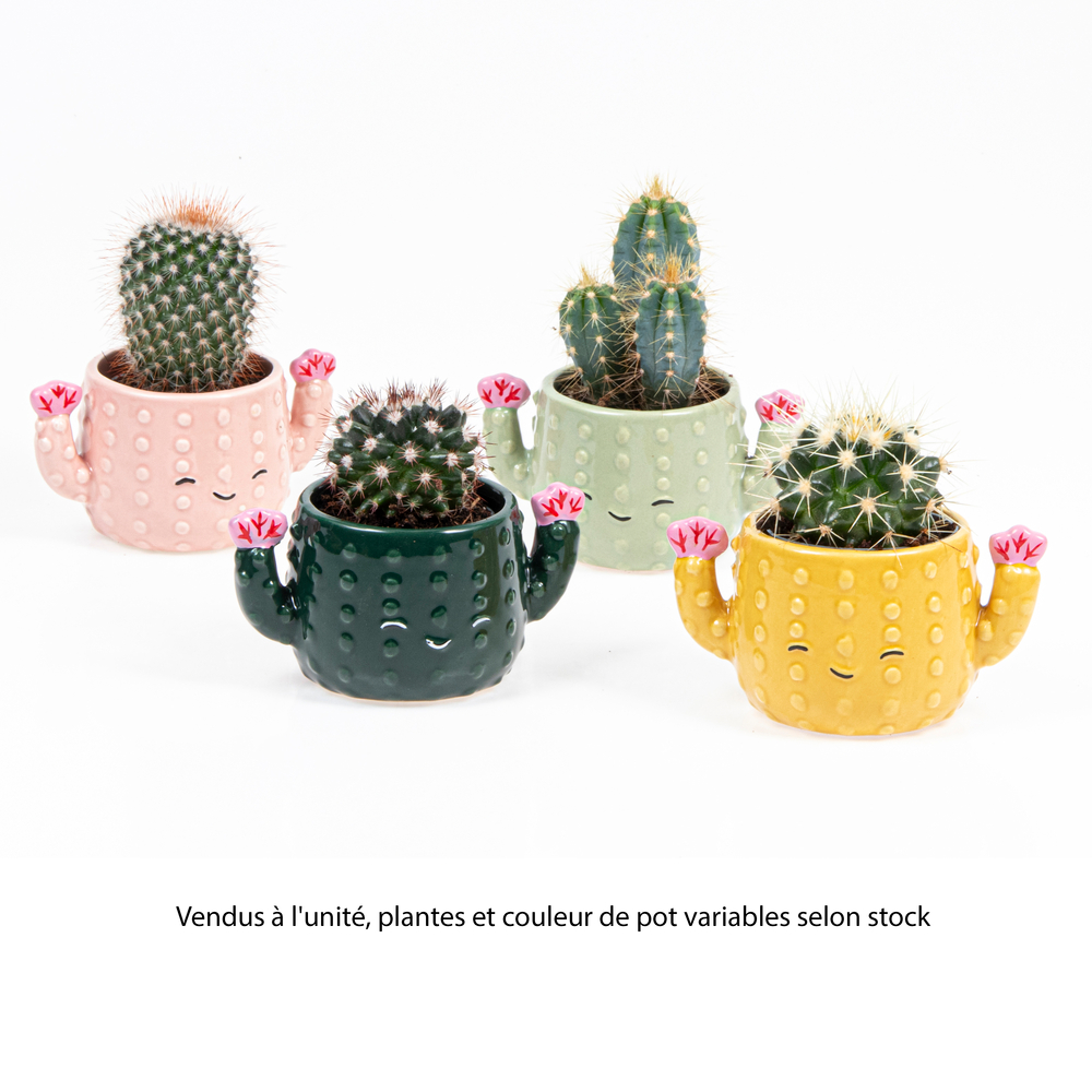 Cactus, variétés variables : pot décoratif "cactus" D.6cm