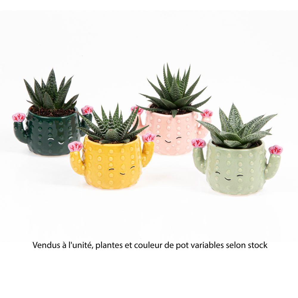 Succulentes, variétés variables : pot décoratif 