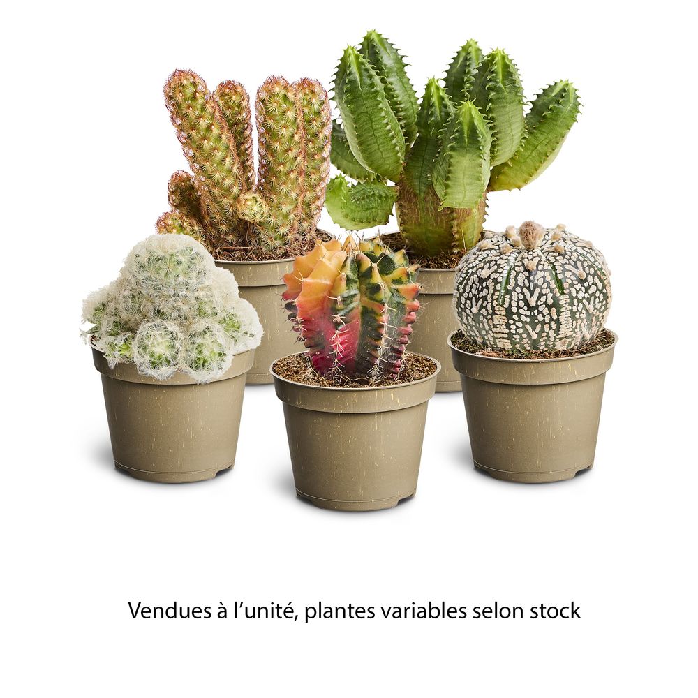 Cactus, variétés variables : pot D.6cm