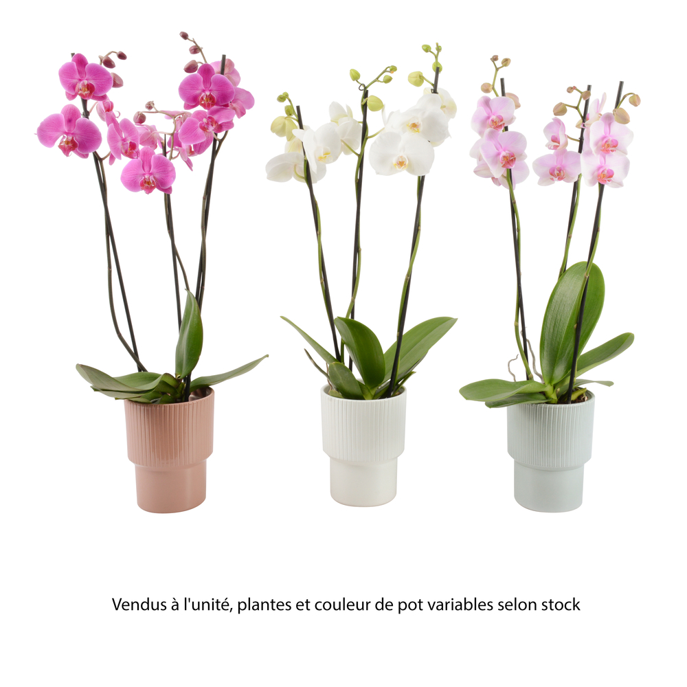 Phalaenopsis 3 tiges, coloris variables, pot en céramique