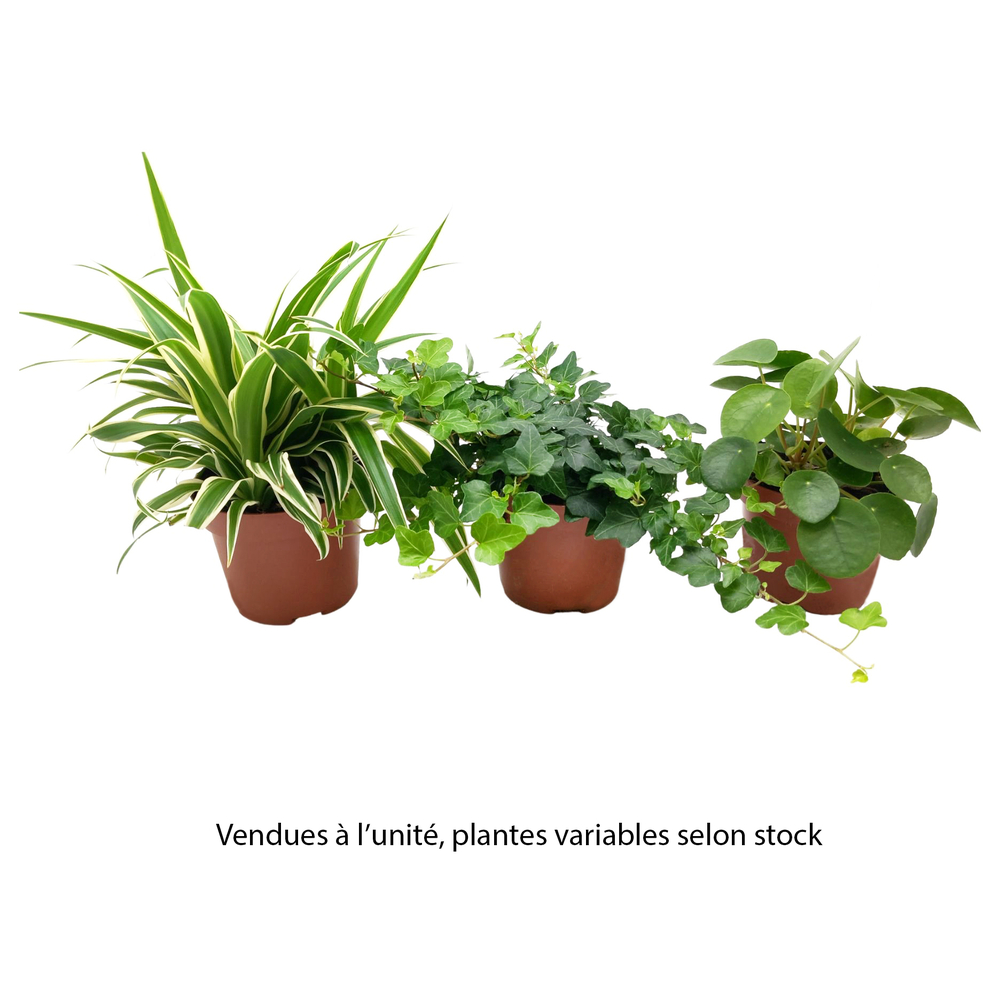 Plante verte, variétés variables : pot D.13cm - H.20cm