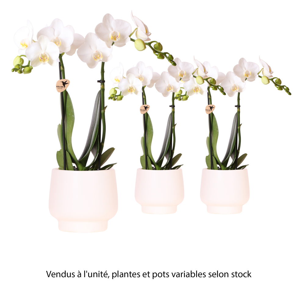 Phalaenopsis 2 tiges, coupe 