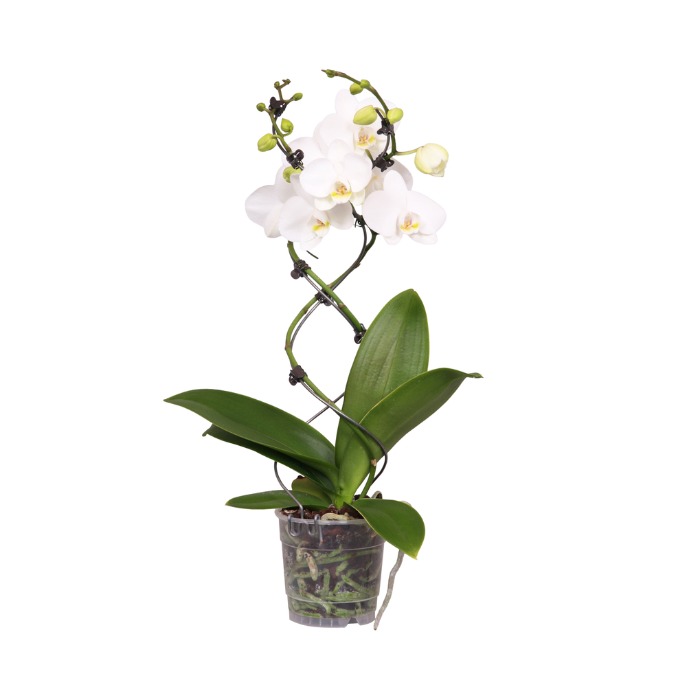Phalaenopsis twister 2 tiges : pot D.12cm - H.50cm