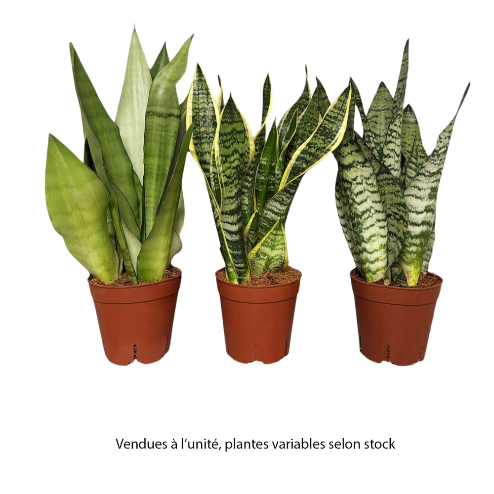 Sansevieria, variétés variables : pot D.14cm