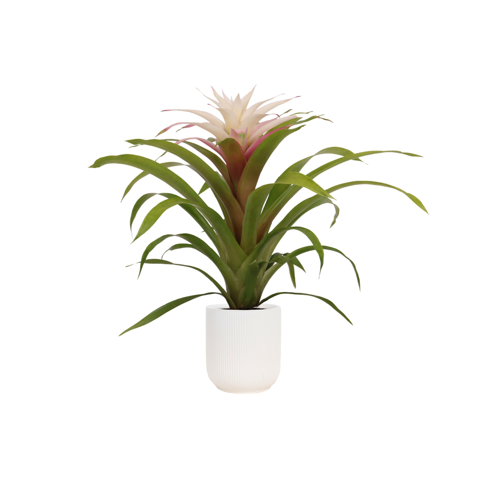 Guzmania magical : pot D.14cm