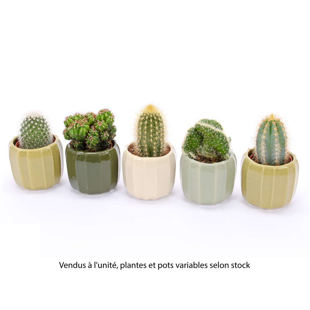 Cactus, variétés variables : pot céramique 